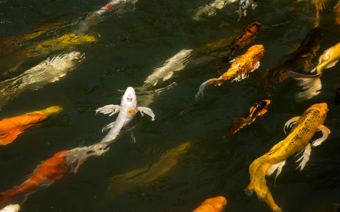 Types of Koi Fish