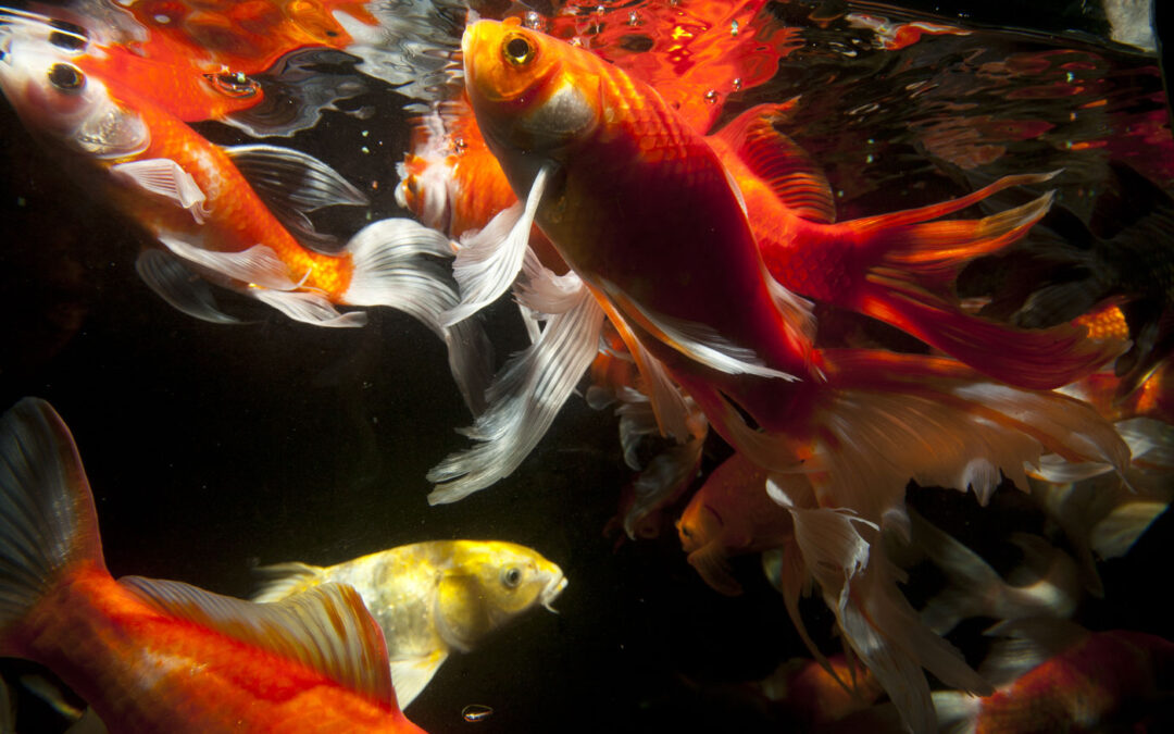 About Koi Fish