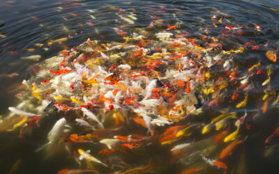 How many Koi should you have in your Pond?