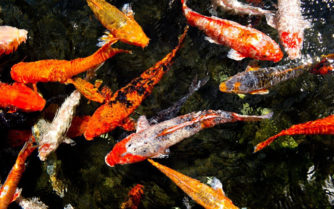 Winter Feeding of Koi