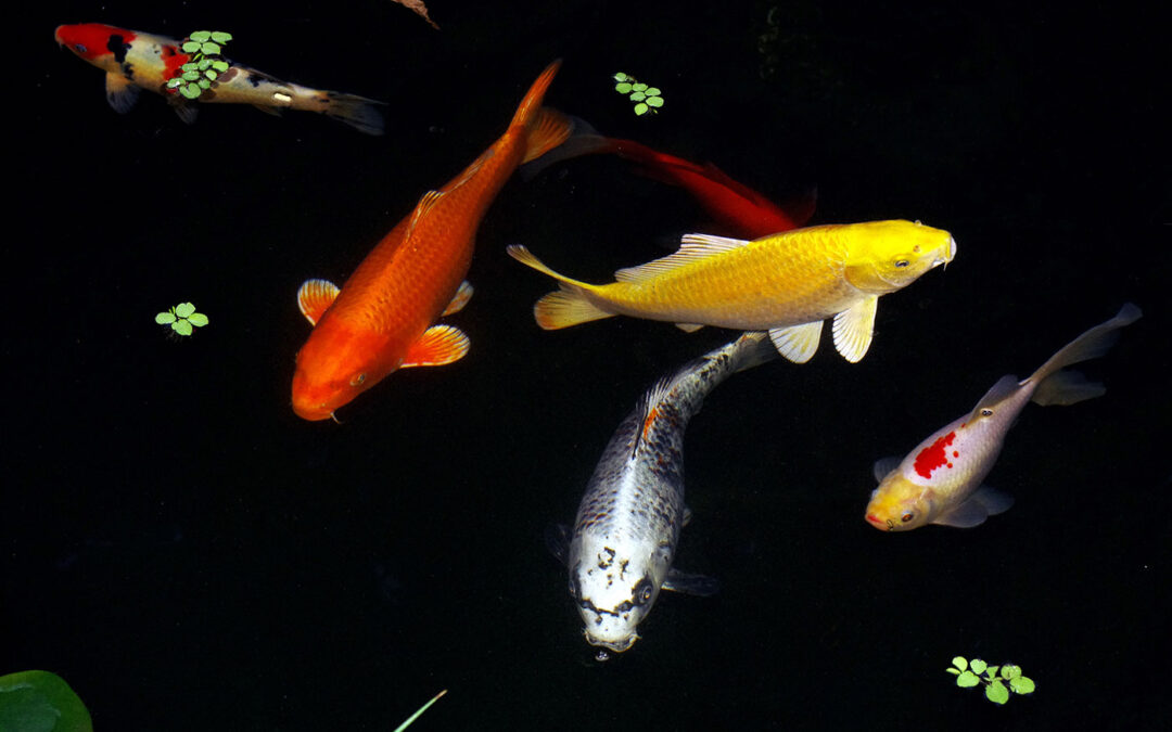 Prepare Your Pond for Winter