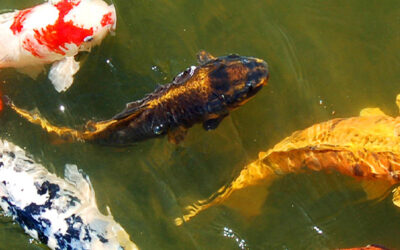 Koi Keeping Realities