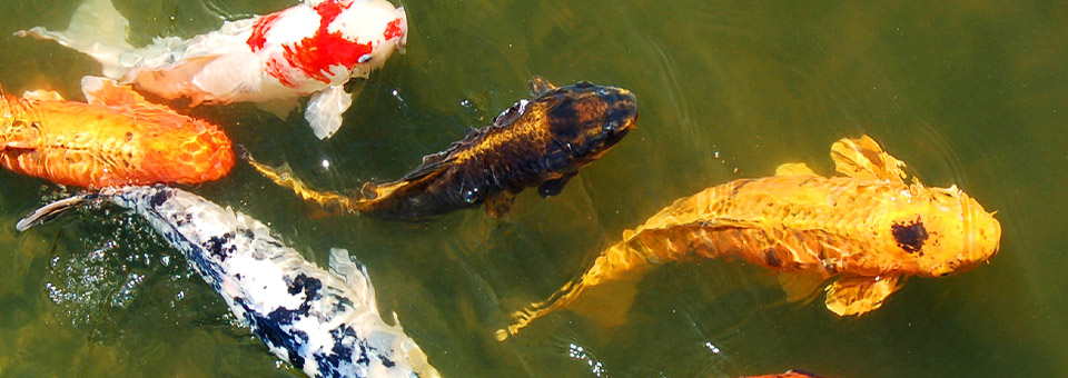 Koi Keeping Realities