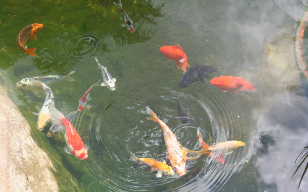 Earth Worms as Koi Food Supplement