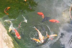 prepare your pond for winter