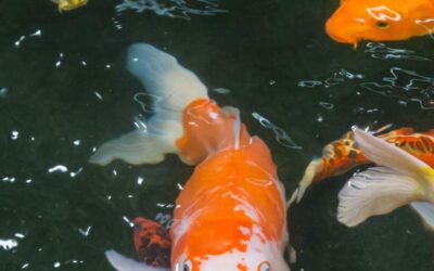Looking to buy koi fish or other fish species ?