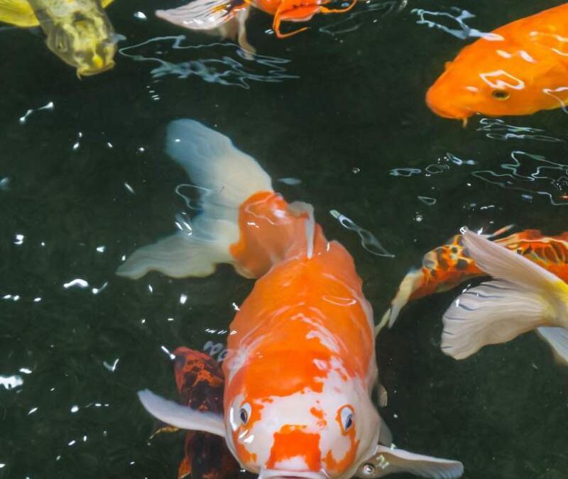 Looking to buy koi fish or other fish species ?
