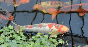 KOI