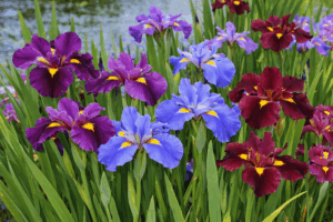 Louisiana Irises
