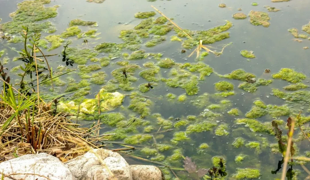 Sludge in Koi ponds