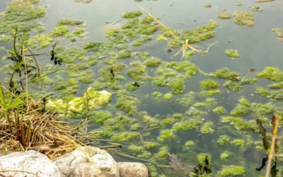 Sludge in Koi ponds