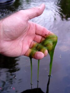 algae