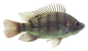 pond fish