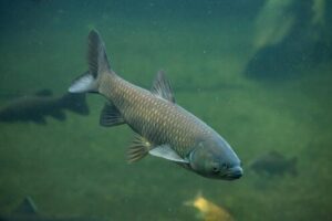 Ponds fish