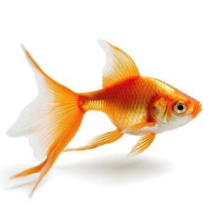 POND FISH
