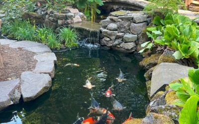 Professional Pond Installation