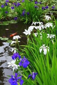 spring pond