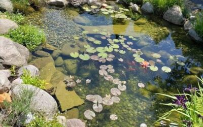 Spring Garden Pond