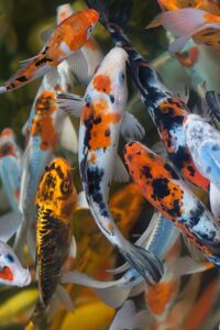 koi