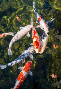 summer pond treatment