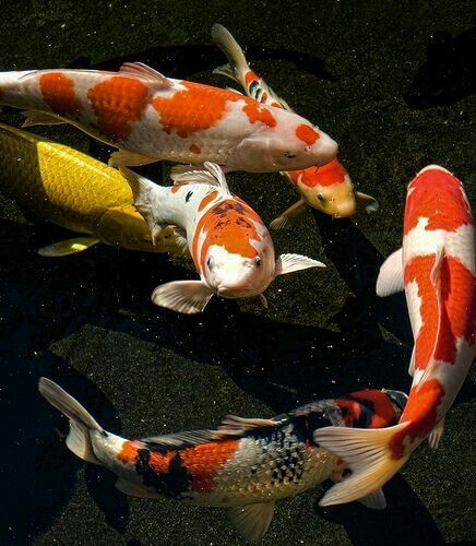 Summer Pond Management