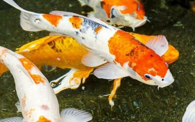 Common myths about koi keeping debunked