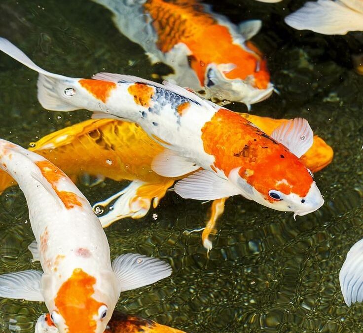 Common myths about koi keeping debunked