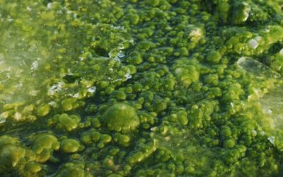 Seasonal Algae Treatment