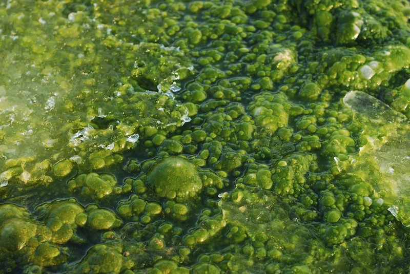 Seasonal Algae Treatment