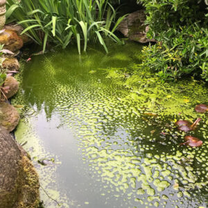 koi treatment