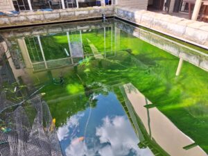algae