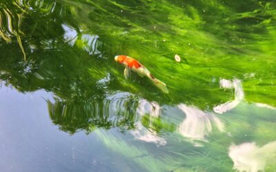 Algae Control