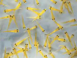 Breeding koi