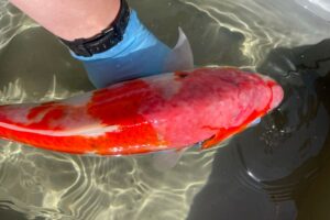 unhealthy koi