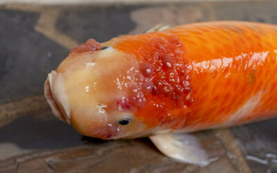 How to Spot Sick Koi