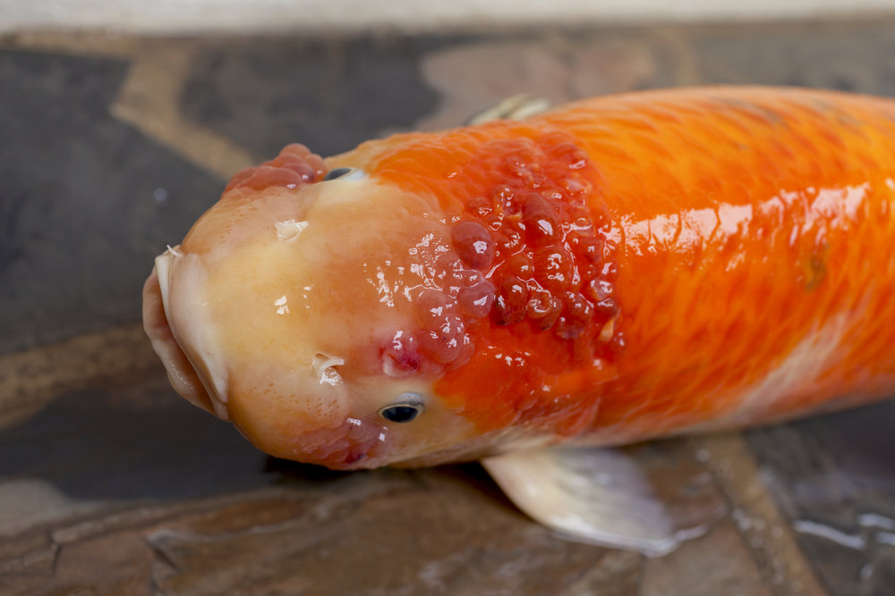 How to Spot Sick Koi