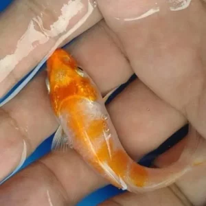 baby koi
