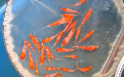 Breeding Koi