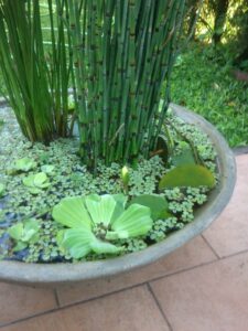 aquatic plant 